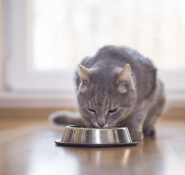 ¿Cuantas veces al día le debo de dar de comer a mi gato?