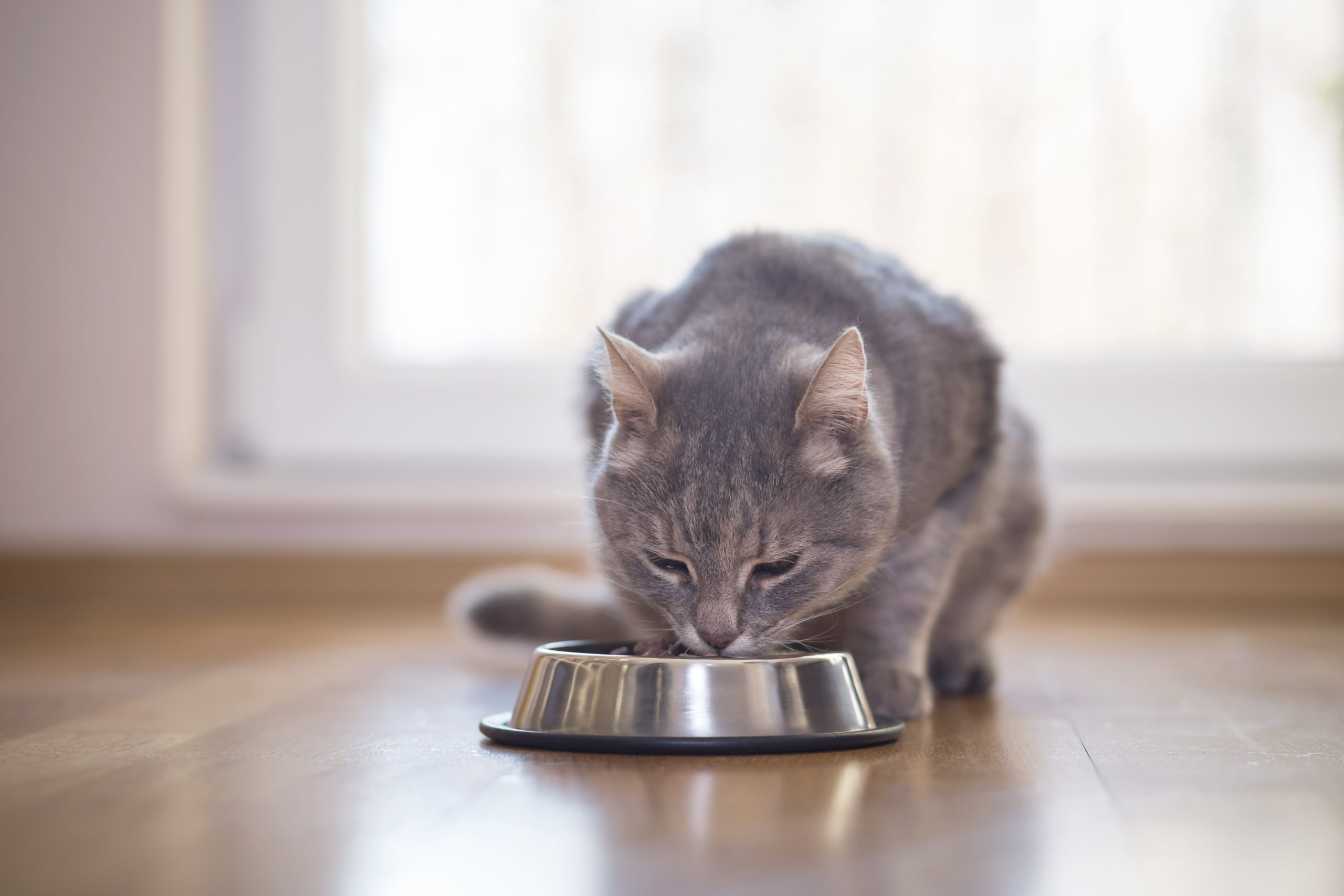 ¿Cuantas veces al día le debo de dar de comer a mi gato?