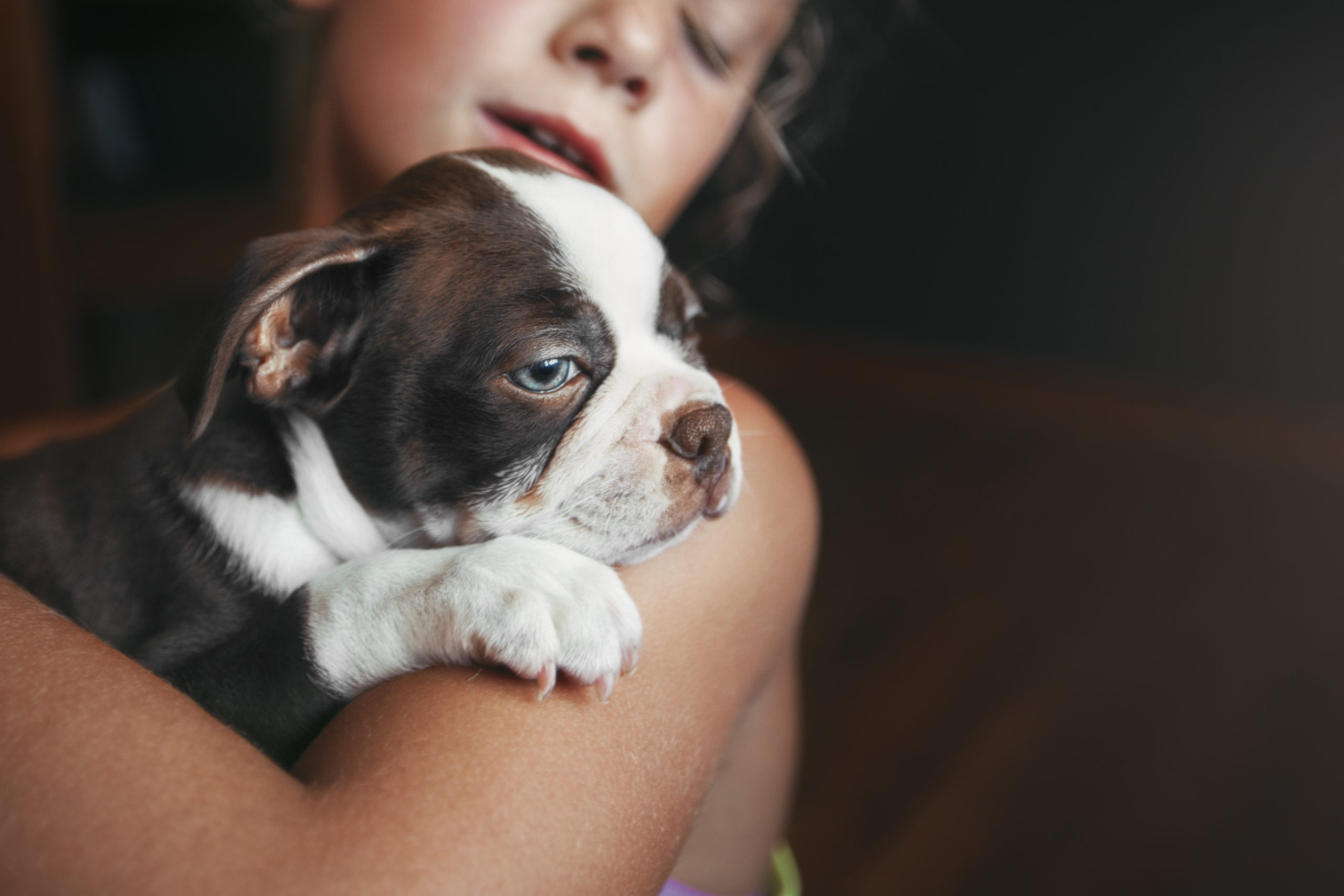 ¿Cual es el mejor alimento para un cachorro?